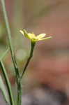 Yellow stargrass
